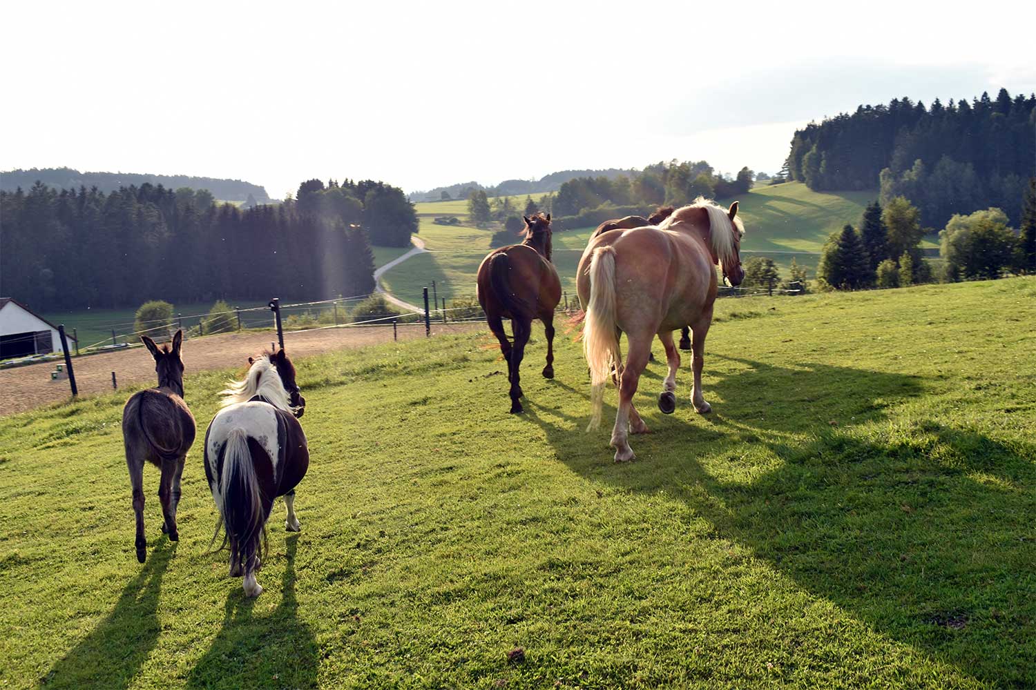Pferdeeinstellplätze mit ganztägigem Koppelgang in Mitterbach bei Freistadt